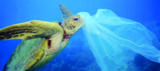 Bolsas plásticas: Su prohibición y el inicio de la discusión biodegradable