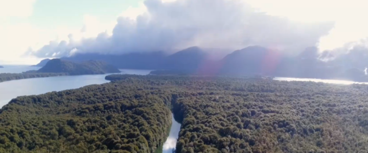 Protección del medio ambiente en la nueva Constitución